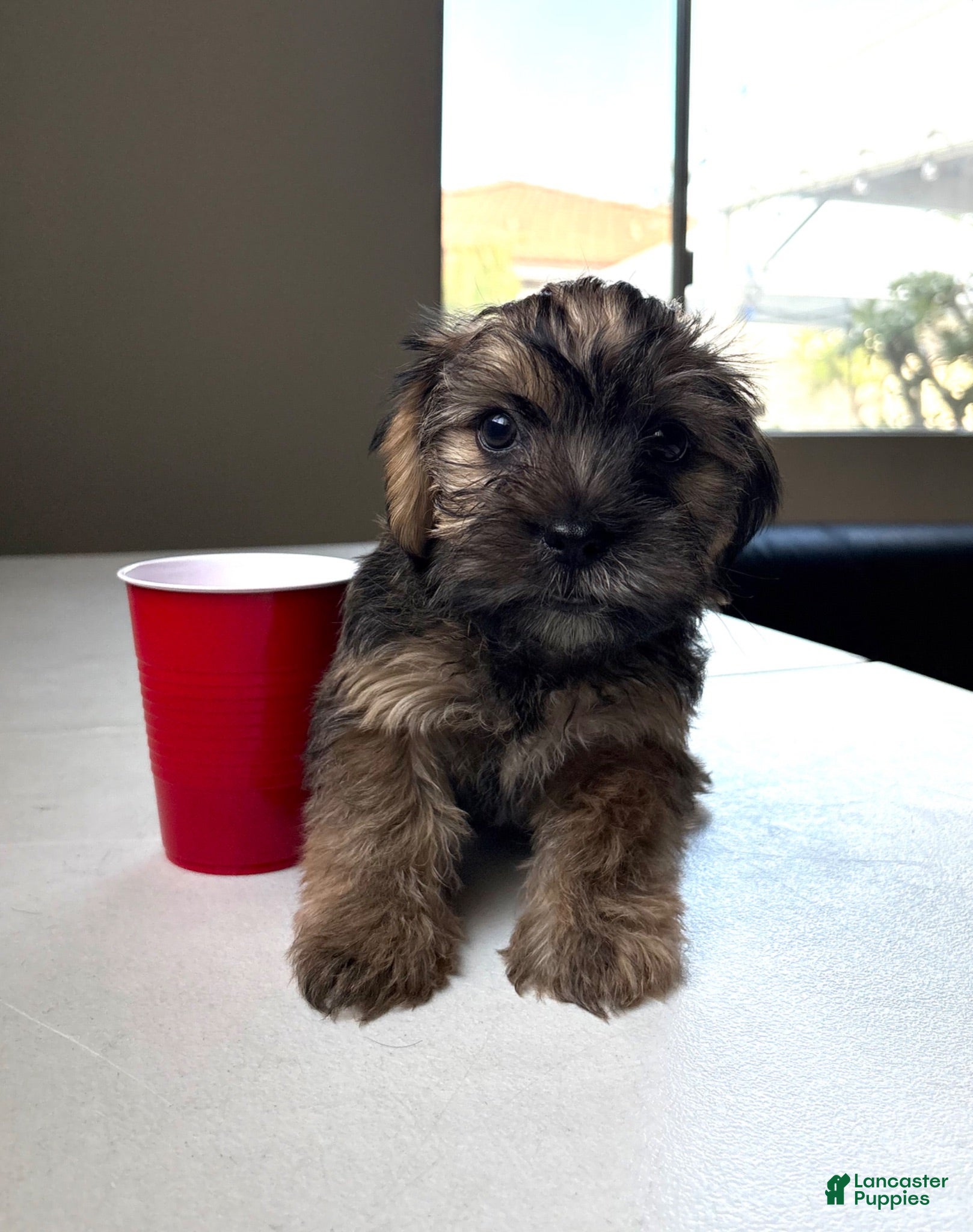 Mixed Breed dogs Mousse - Ad 38