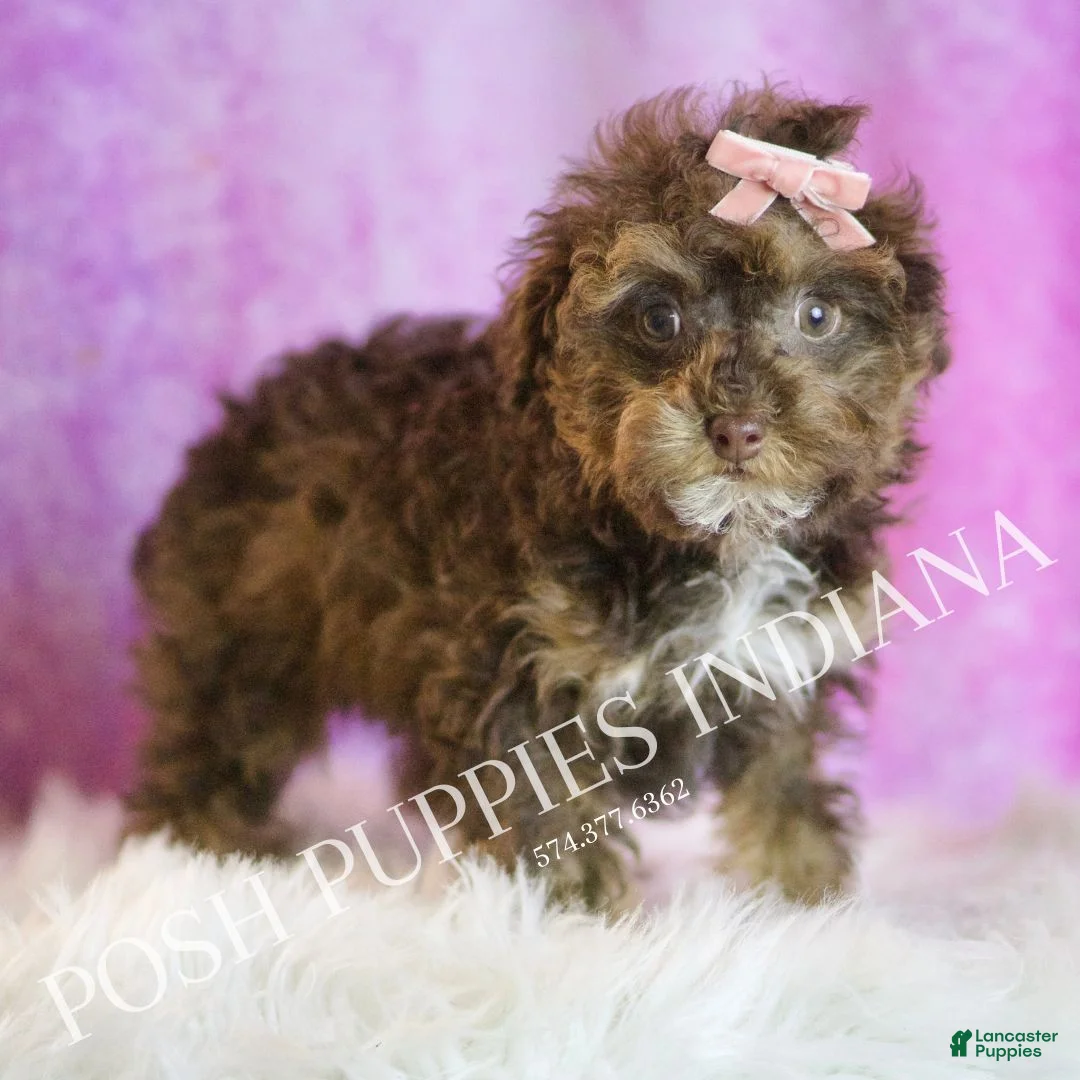 Toy Poodle dogs for sale: Celeste - Ad 5