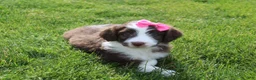 Mini Aussiedoodle dogs for sale: Cassie - Ad 3