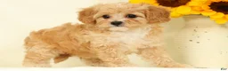 Cavapoo dogs for sale: Mason - Ad 3