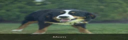 Mini Bernedoodle dogs for sale: Blaze - Ad 8