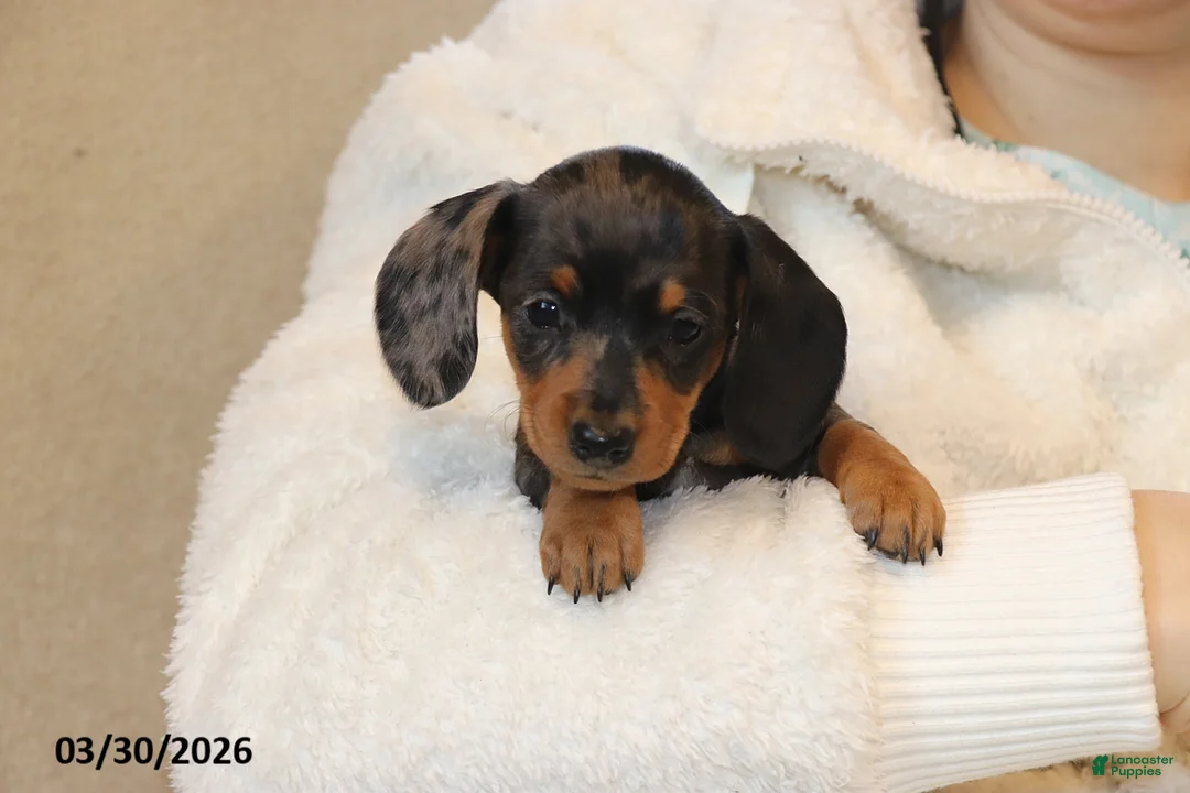 Miniature Dachshund dogs for sale: Jewel - Ad 1