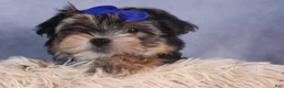 Morkie dogs for sale: Newton - Ad 5