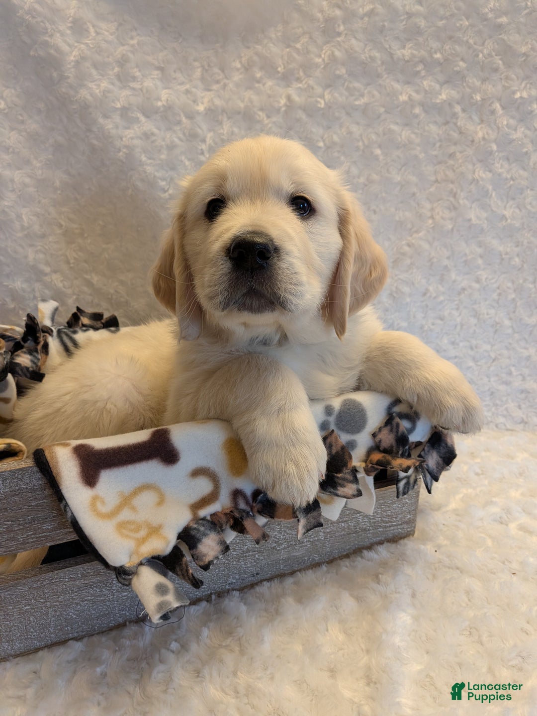 Golden Retriever dogs for sale: Ebenezer - Ad 1