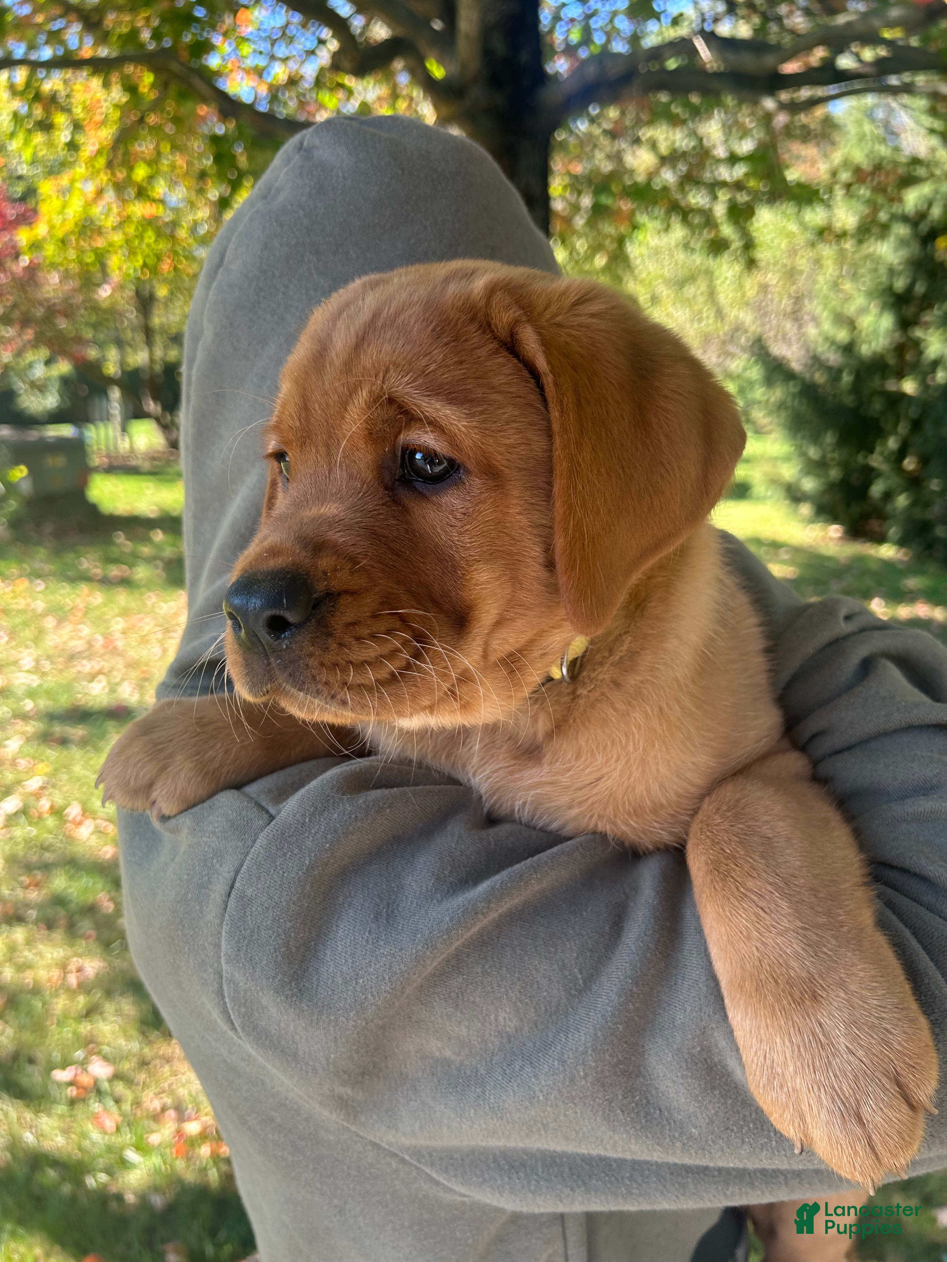 Labrador Retriever dogs for sale: Bailey - Ad 2