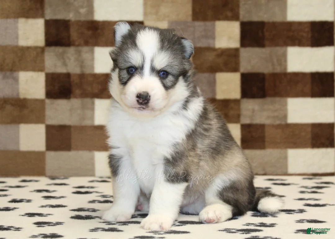 Pomsky dogs for sale: Winston - Ad 2