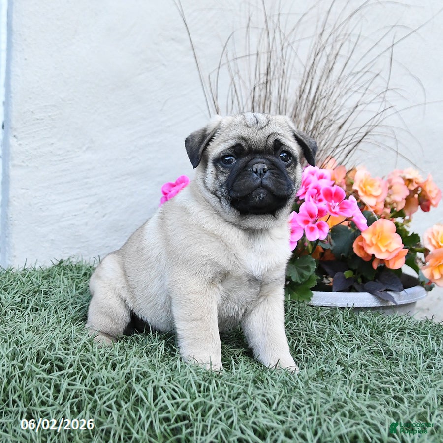 Pug dogs for sale: Pooh - Ad 2