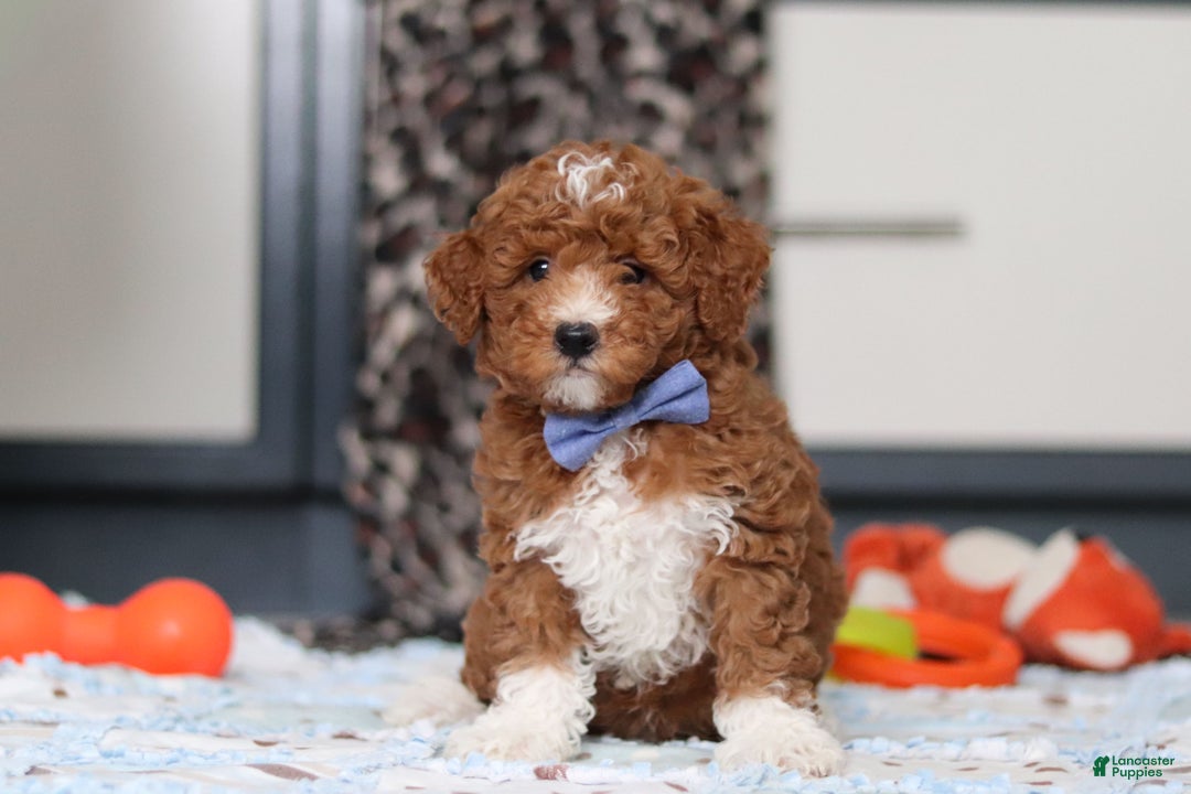 Goldendoodle dogs for sale: Falco - Ad 7