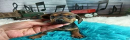 Dachshund dogs for sale: Nationwide delivery. Gloria's darkest boy - Ad 4