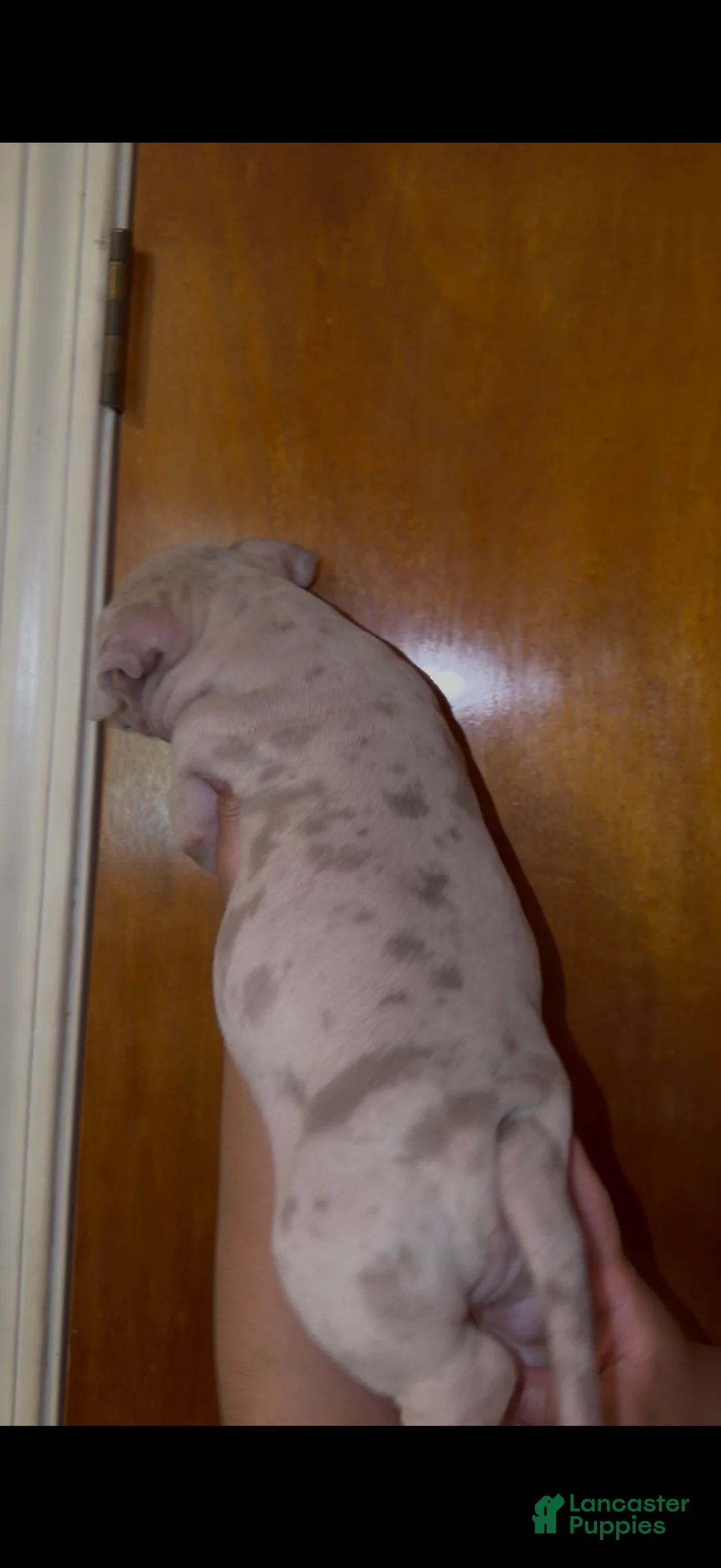 American Bully dogs for sale: American Bully 1 - Ad 1