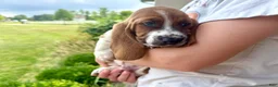 Basset Hound dogs for sale: Copper - Ad 3
