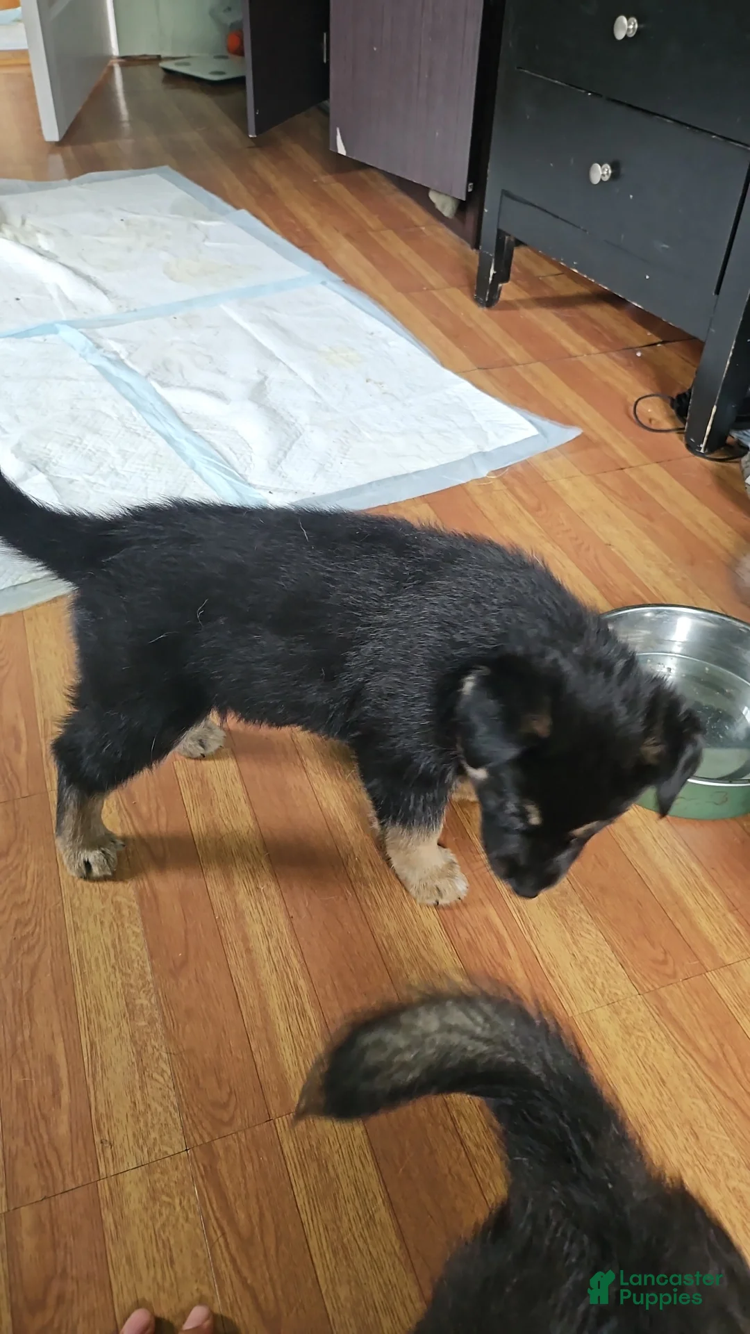 Gerberian Shepsky dogs for sale: Valkyrie - Ad 2