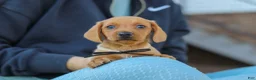 Miniature Dachshund dogs for sale: Bentley - Ad 8