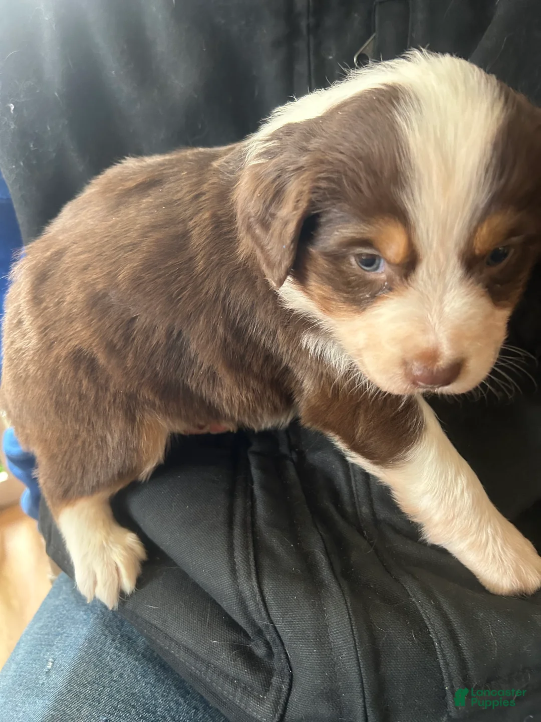 Australian Shepherd dogs for sale: Bridget Bishop - Ad 12
