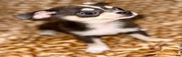 Chihuahua dogs for sale: blue tri - Ad 3