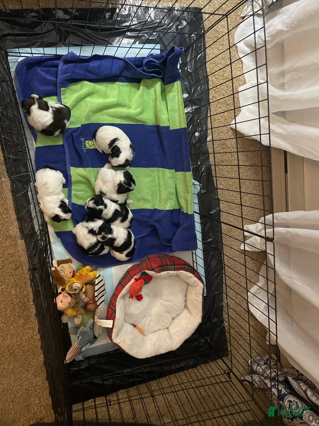 Mixed Breed dogs for sale: Poppy - Ad 11