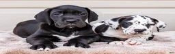 Great Dane dogs for sale: Lilac - Ad 10