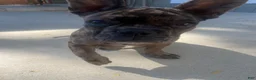 French Bulldog dogs for sale: El pinto - Ad 6