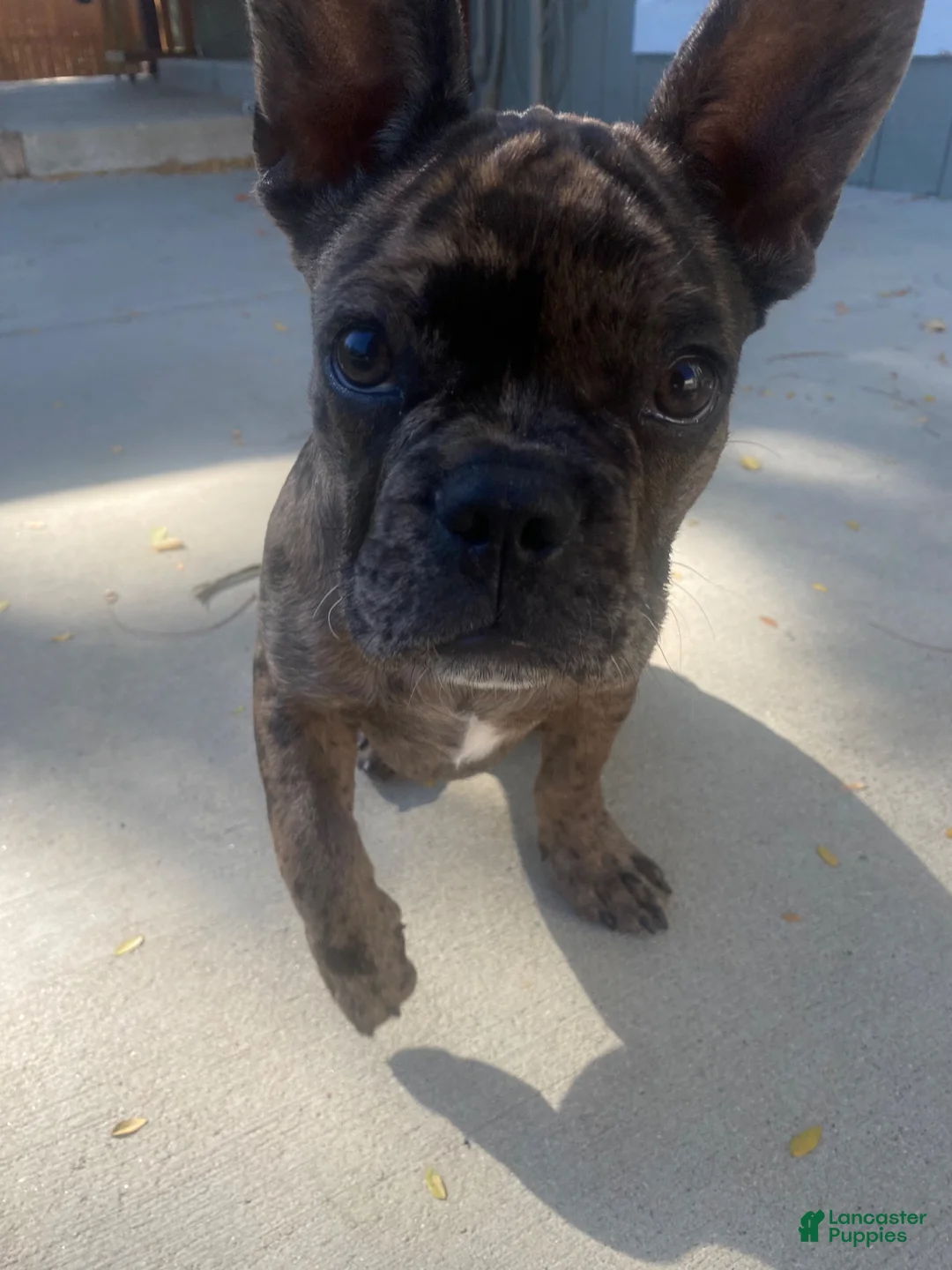 French Bulldog dogs for sale: El pinto - Ad 6