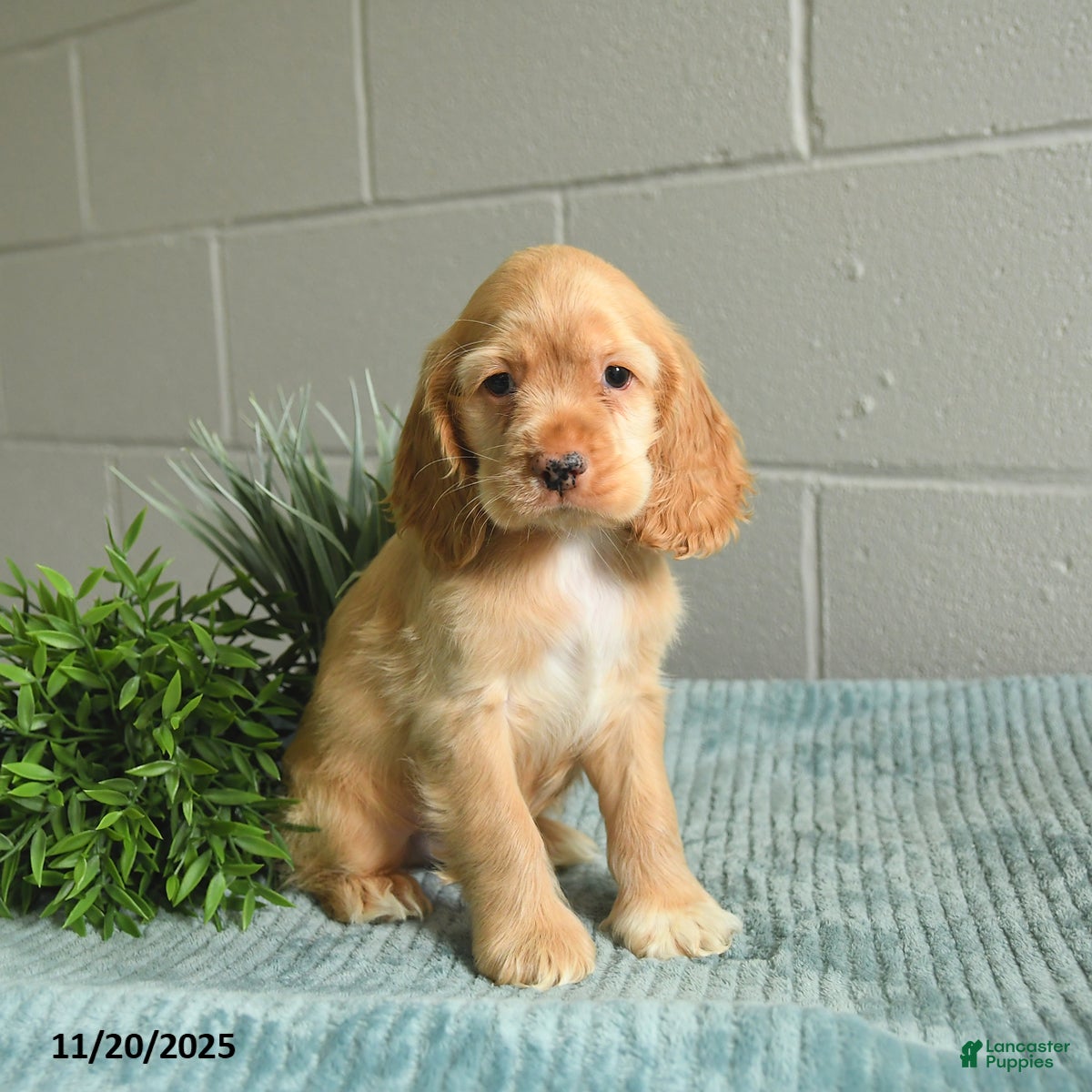 Cocker Spaniel dogs Duncan - Ad 5