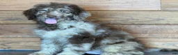 Miniature Labradoodle dogs for sale: Speck - Ad 5