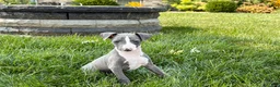 Italian Greyhound dogs for sale: Shane - Ad 8