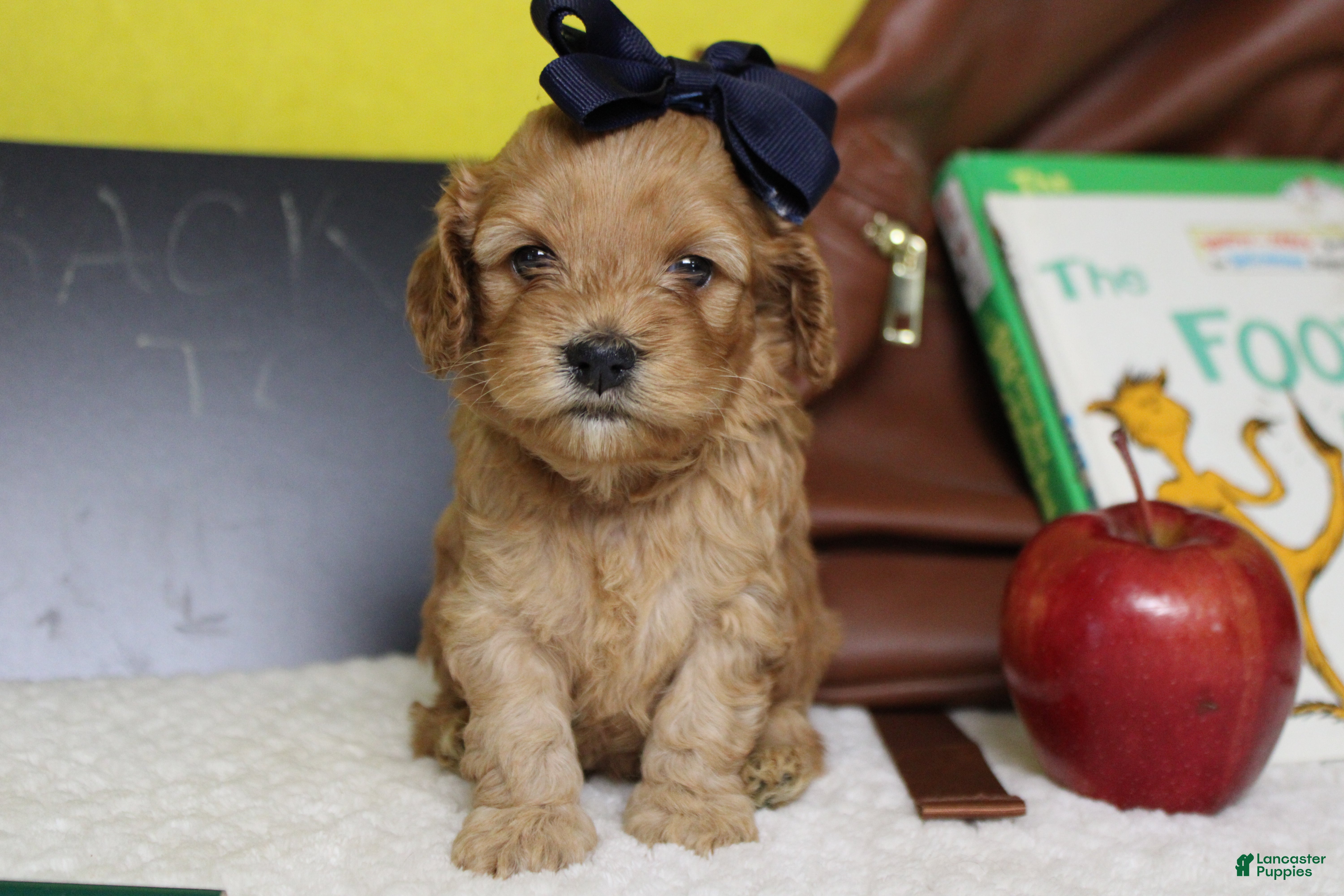 Cockapoo dogs Katie - Ad 10