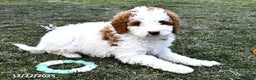 Mini Goldendoodle dogs for sale: Coconut - Ad 2