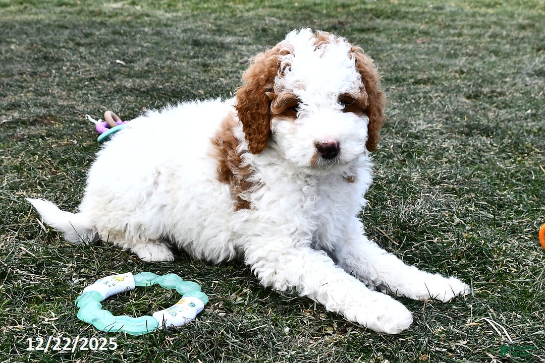 Mini Goldendoodle dogs for sale: Coconut - Ad 2