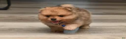 Pomeranian dogs for sale: Quinn - Ad 5