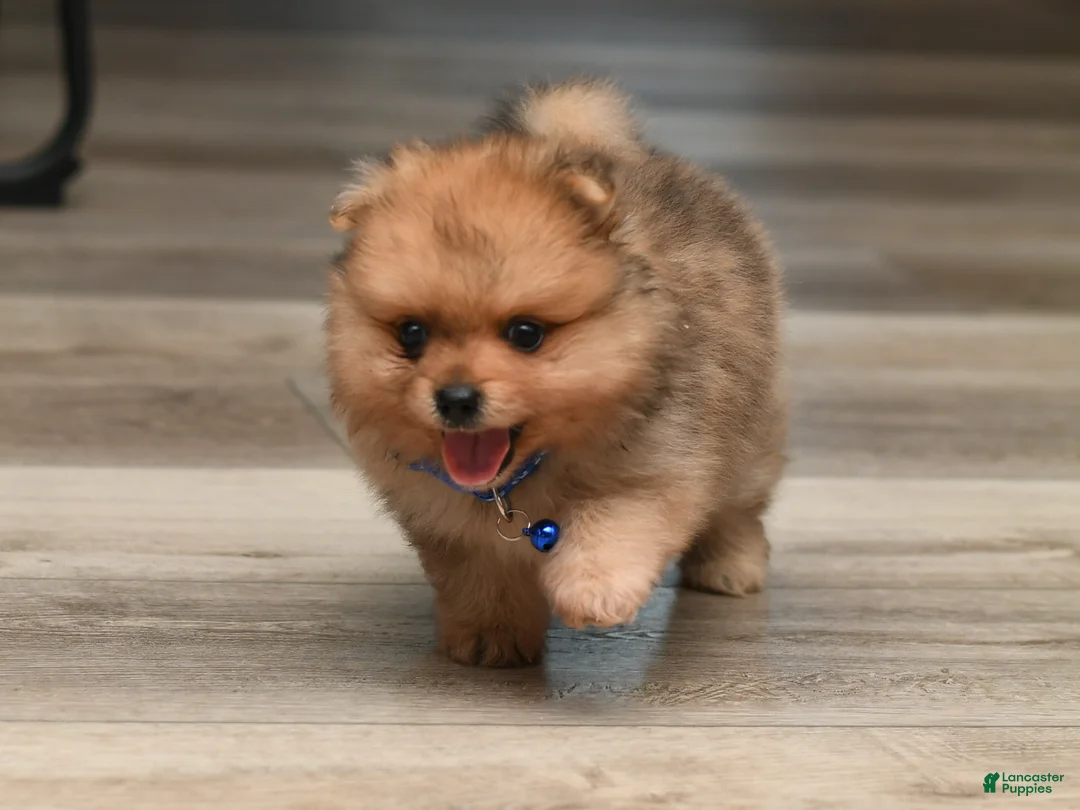 Pomeranian dogs for sale: Quinn - Ad 5