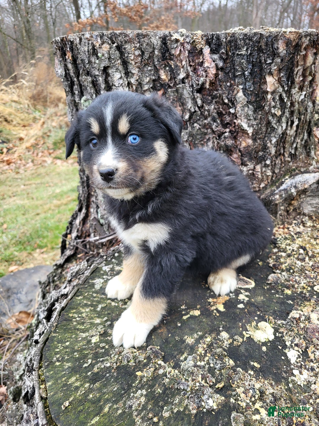 Mixed Breed dogs for sale: Lula - Ad 2