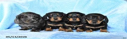 Miniature Dachshund dogs for sale: Buster - Ad 3