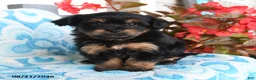 Havapoo dogs for sale: Peanut Butter Cup - Ad 3