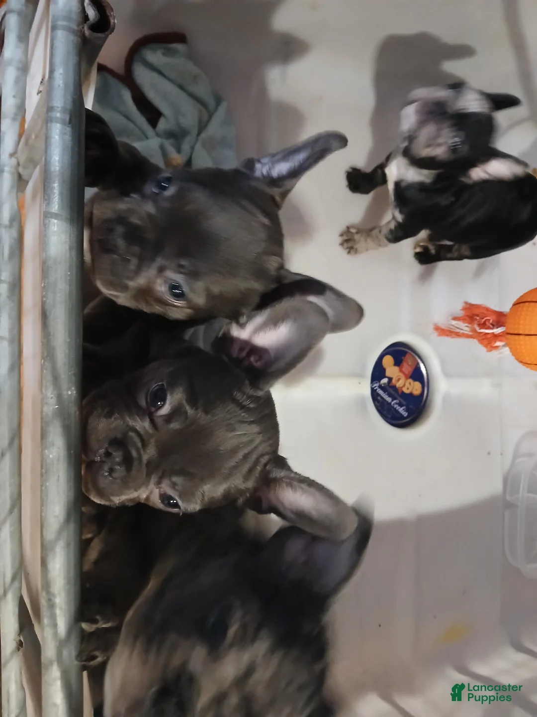 French Bulldog dogs for sale: Lady - Ad 6