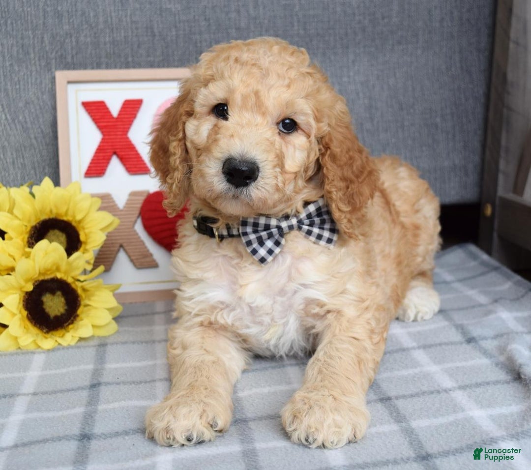 Standard Poodle dogs for sale: Chester  - Ad 9