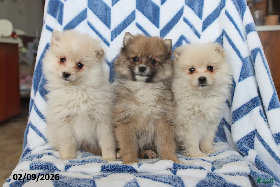 Pomeranian dogs for sale: Biscuit - Ad 2