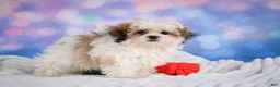 Malshi dogs for sale: Theo - Ad 10