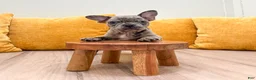 French Bulldog dogs for sale: Gracie - Ad 2