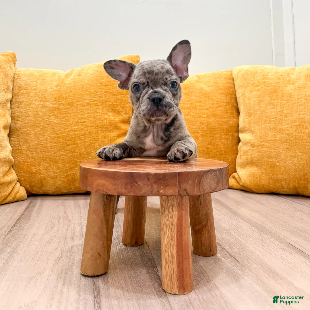 French Bulldog dogs for sale: Gracie - Ad 2