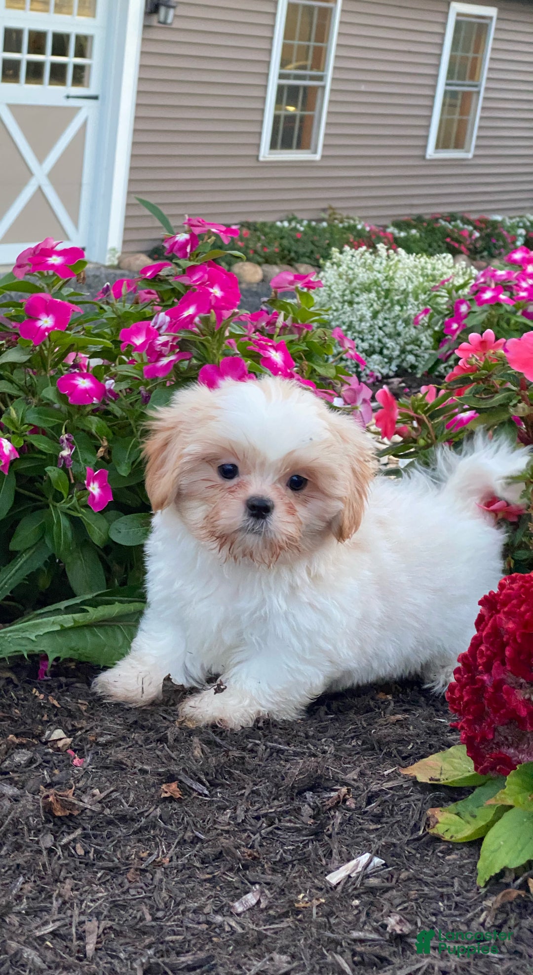 Shih Tzu dogs for sale: Shadow - Ad 2