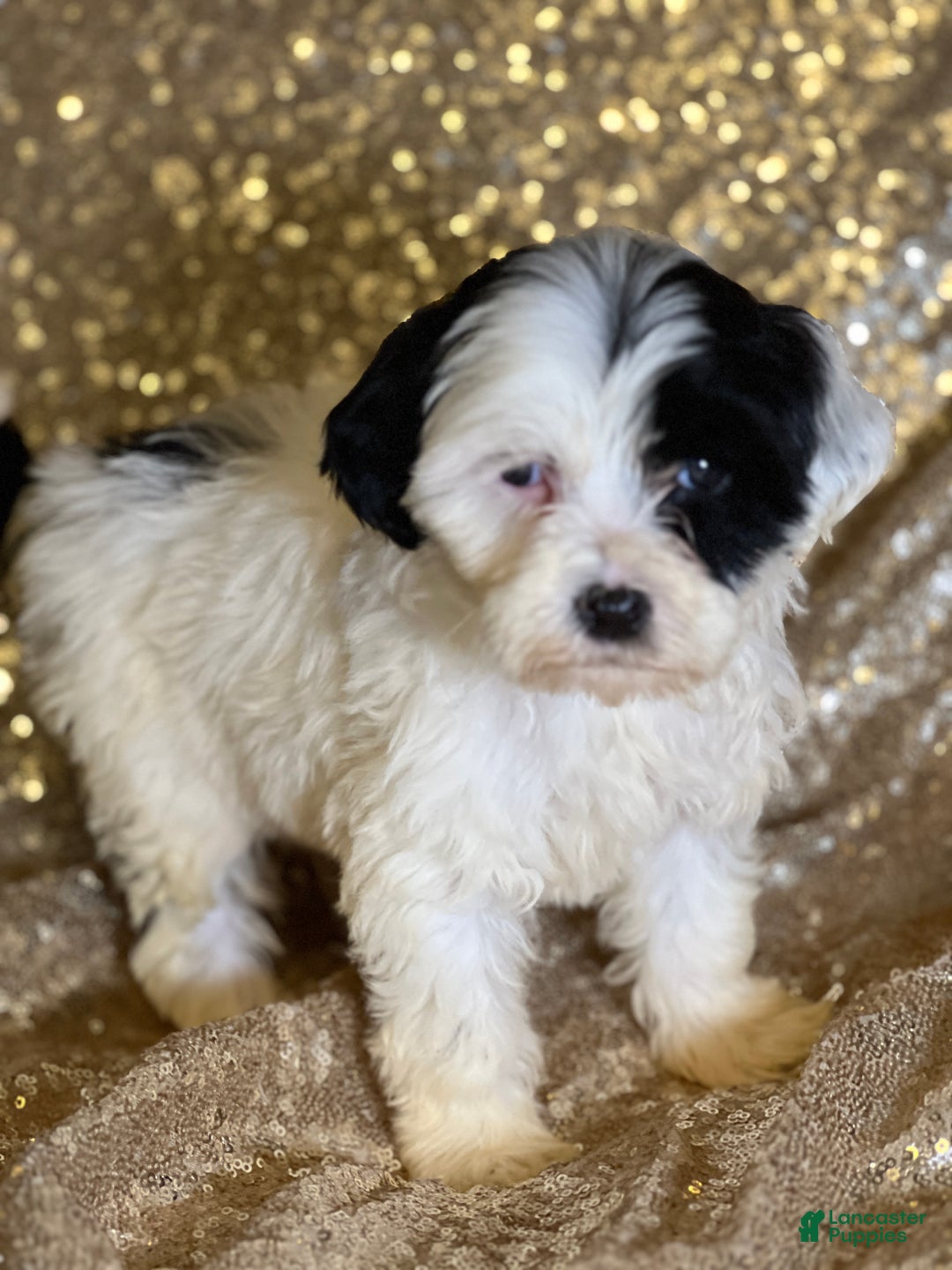 Portuguese Water Dog dogs for sale: Patch - Ad 1