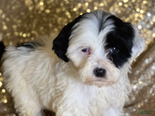 Portuguese Water Dog dogs Patch - Ad 22