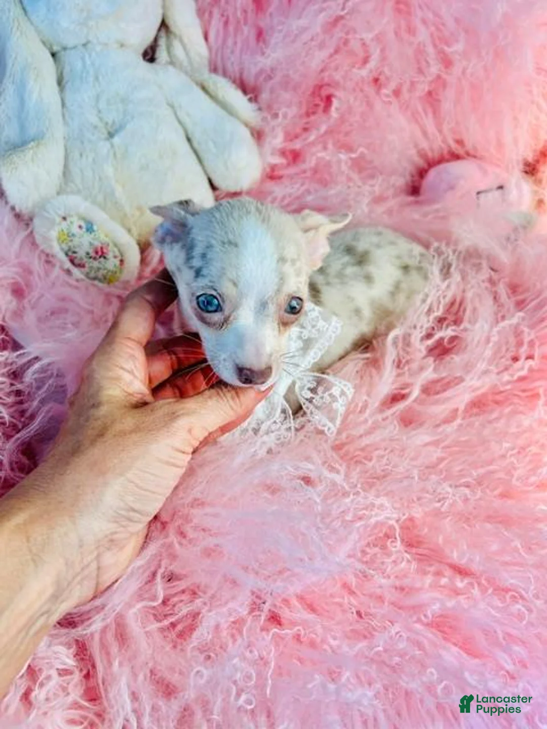 Chihuahua dogs for sale: Merle Chihuahua with BLUE EYES - Ad 4