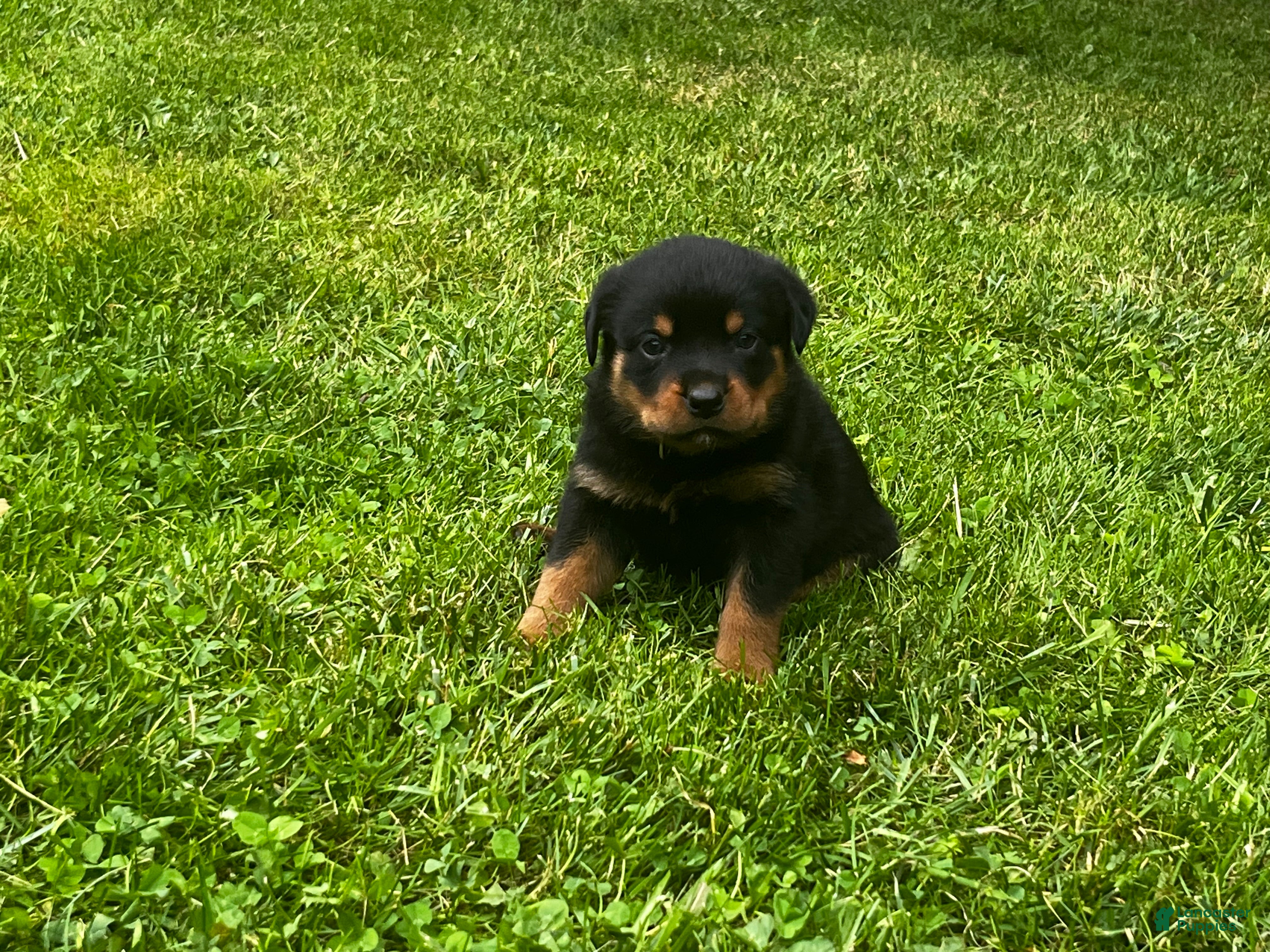 Rottweiler dogs Roscoe - Ad 2