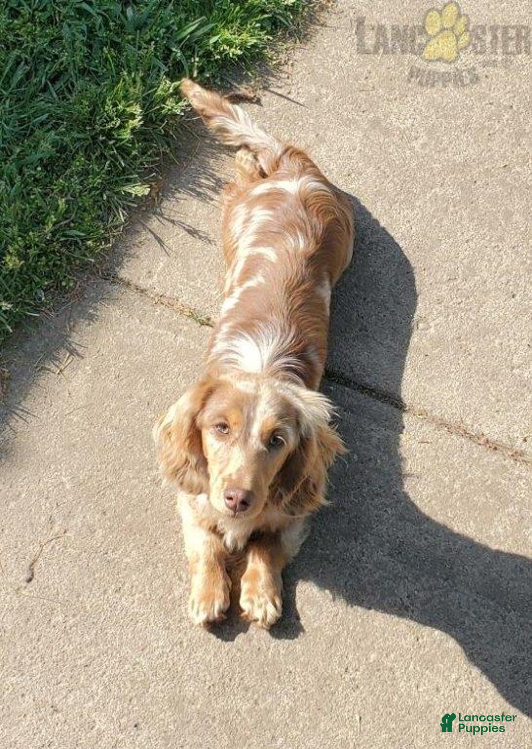 Miniature Dachshund dogs for sale: Snickers - Ad 7