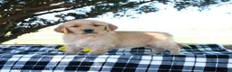 Golden Retriever dogs for sale: AJ - Ad 1