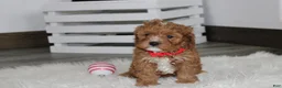Cavapoo dogs for sale: Lenny  - Ad 5