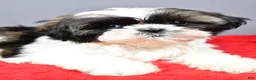 Shih Tzu dogs for sale: Peggy - Ad 3