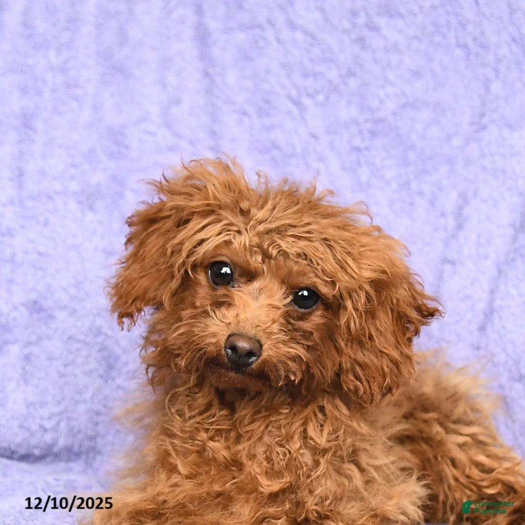 Toy Poodle dogs for sale: Max - Ad 5